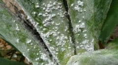 Cum să se ocupe de cherver cherver pe plantele interioare